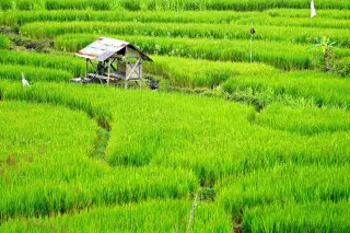 Tabanan council seeks clearer Jatiluwih fee rules after resident complaints