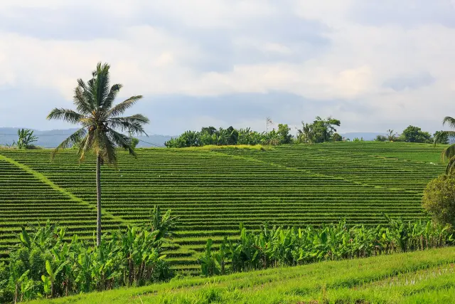 Bali Training Program Ends With 352 Figures in Tabanan