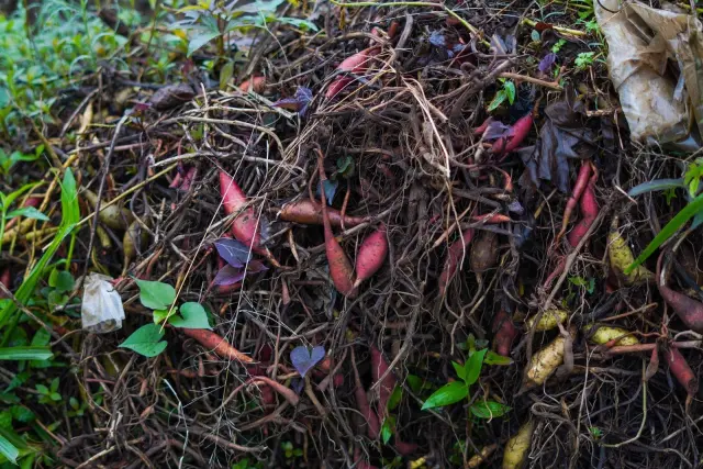 What Bali’s 70 Percent Organic Waste Figure Means