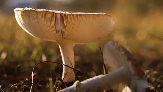 Six arrested over alleged Gili Trawangan magic mushroom supply chain