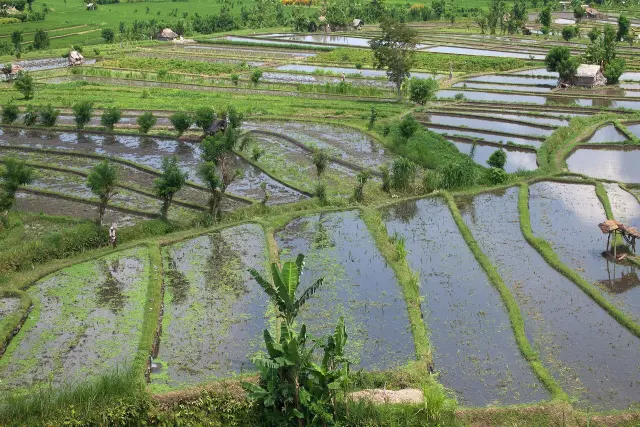 Bali Forecast Sets 31°C High With No Rain Warning Listed