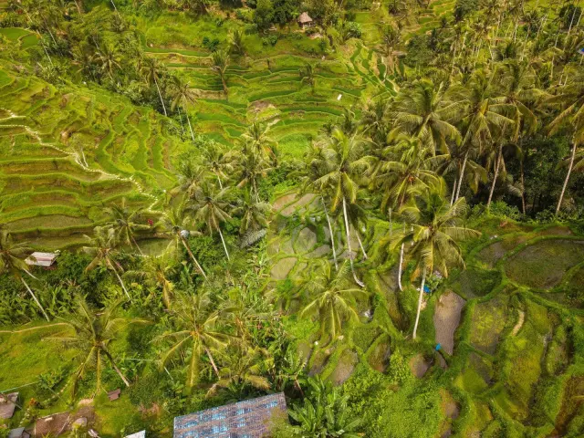 Bali officials to meet on proposed protected agricultural land