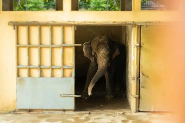 Bali wildlife facilities face recurring animal-welfare concerns