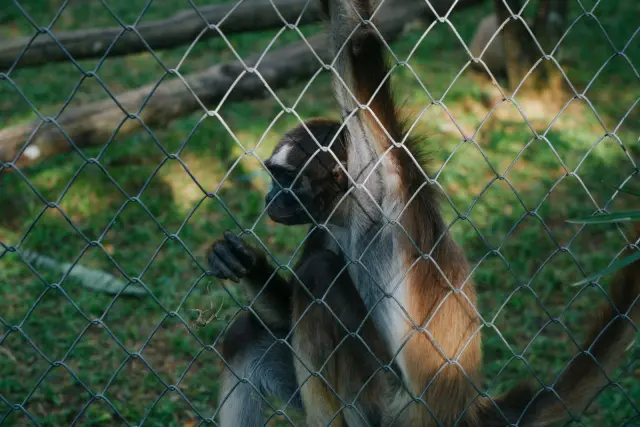 Coalition report raises welfare concerns at Bali wildlife venues