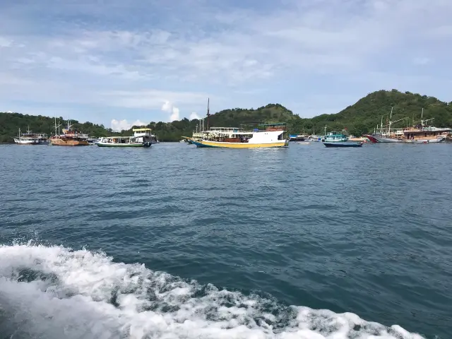Komodo Park Adds 500 Daily Visitor Places Through December