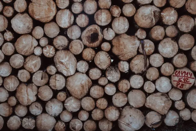 Two detained over suspected illegal logging in Jembrana protected forest