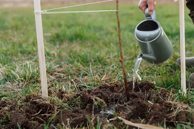 Bali Launches One Million Tree Planting Movement